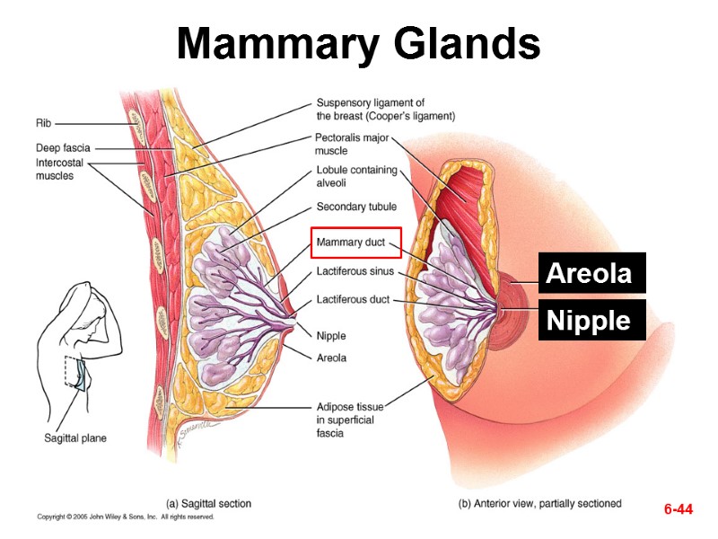 Mammary Glands 6-44 Areola Nipple